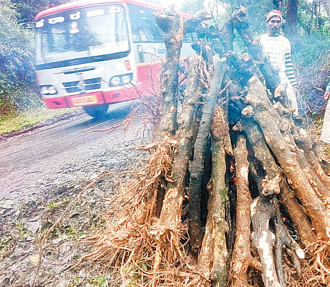 ಅರೇಬಿಕಾ ಕಾಫಿಗೆ ಕೀಟಬಾಧೆ