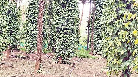 ನಿವೃತ್ತ ಸೈನಿಕನ ಕೃಷಿ ಪ್ರೀತಿ