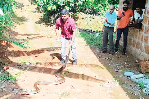 ಕಾಳಿಂಗ ಸರ್ಪ ಸೆರೆ
