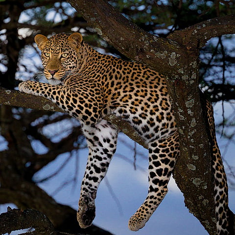 African_leopard_male_(cropped)