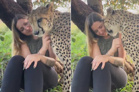 Cheetah