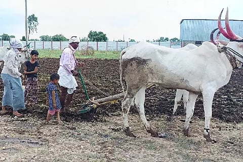 Farmers' sowing preference for maize and Moong