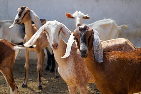 Goats