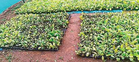 HUN-MAY-29-1(GOWRIPURA TOBACCO)