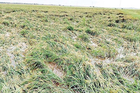 Hagaribommanahalli pady crop loss