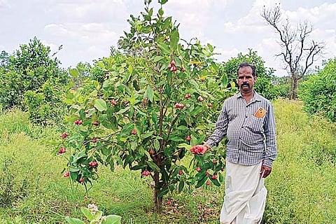Harapanahalli water appele
