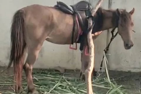 Horse Arrested In Ganja Case