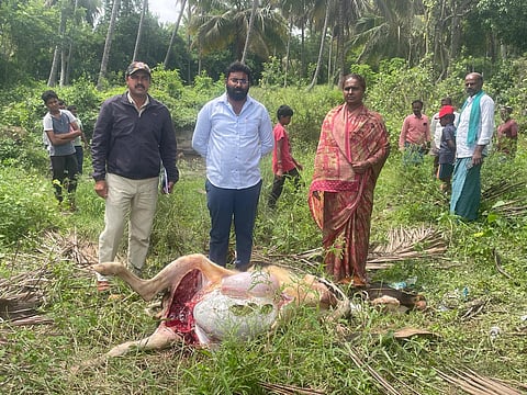 Leopard kills cow in Keelara Mandya