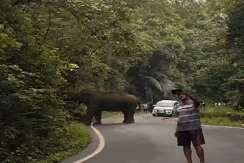 MDG elephant