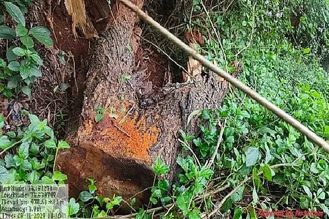 MDG tree