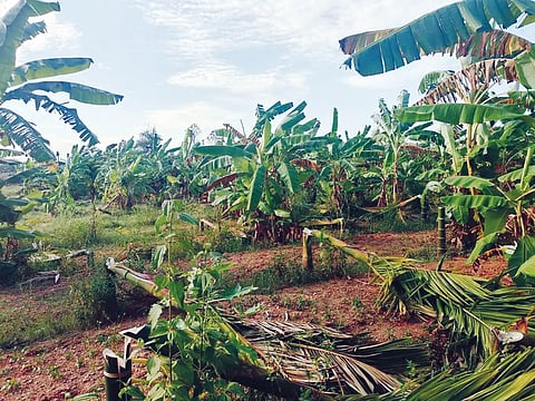 MND ARECA LAOSS