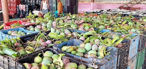Mango salse start Shrinivasapura market