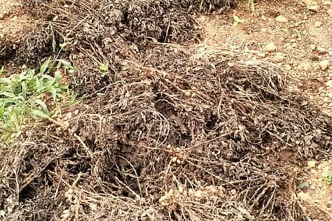 Peanut crop damaged by continuous rain