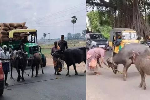 Protest With Buffaloes
