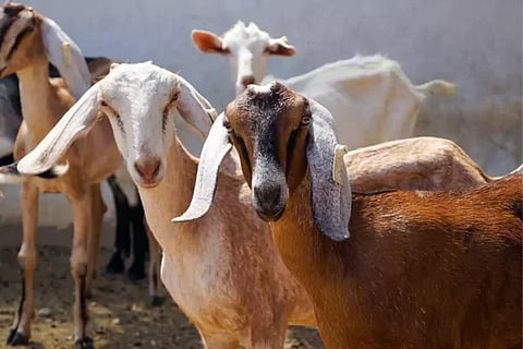 Sacrificing Goat