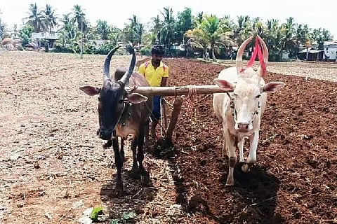 The anger of 'Varuna' in Hanagalla taluk