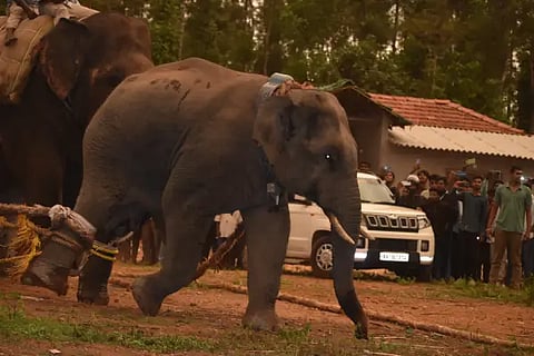 ald elephant