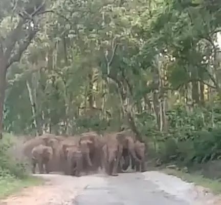 ald elephant