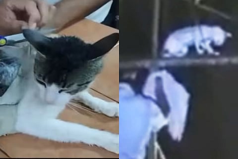 cat drug