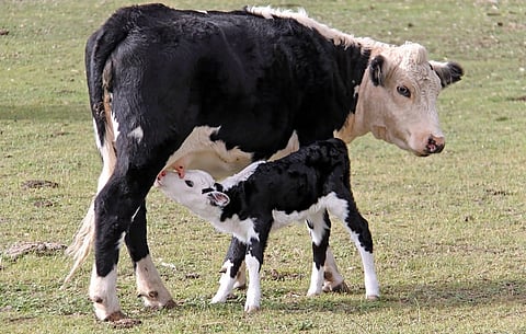 cow