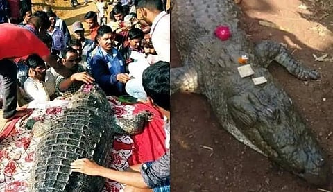 crocodile