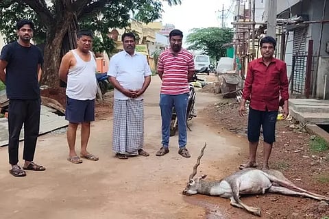 deer dies after being attacked by street dogs