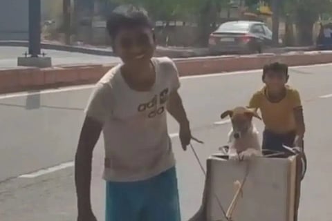 dog save