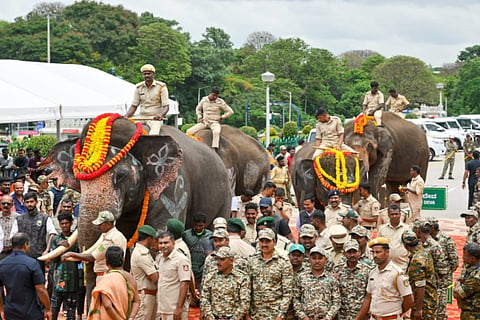 elephant