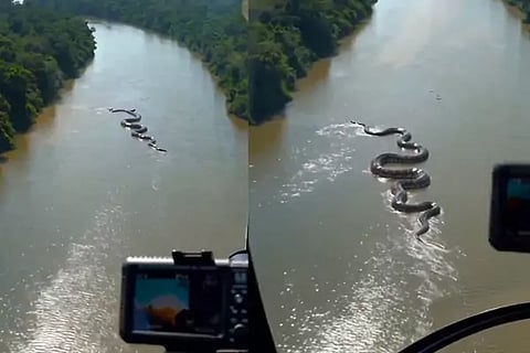 Giant anaconda