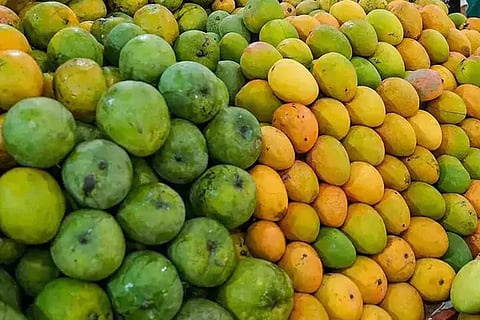 Indian Mangoes