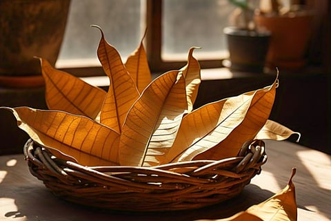 leaves