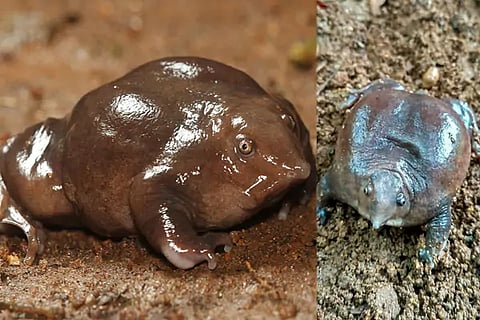 Maahabali frog