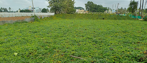 madivala