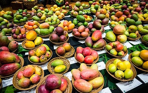 mango