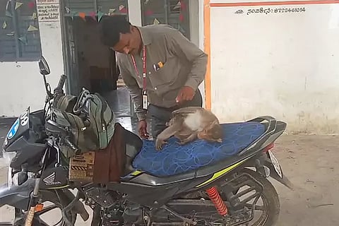 Monkey