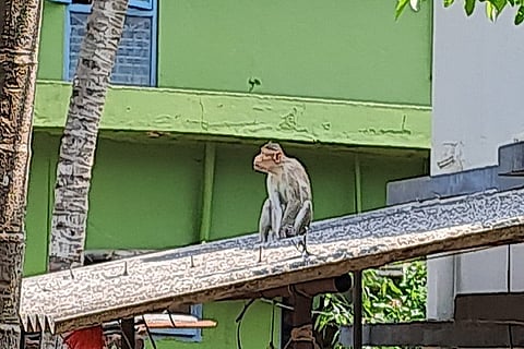 monkey