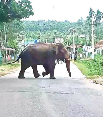 nrp elephant