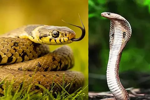 Snakes
