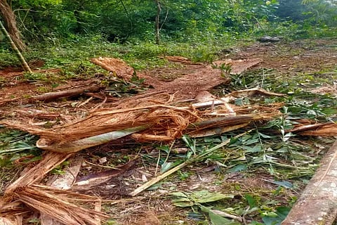 sri tree