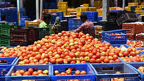 tomato