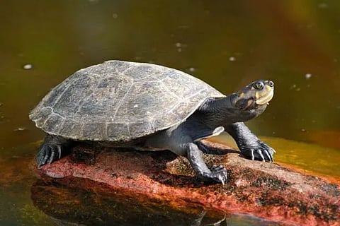 turtle