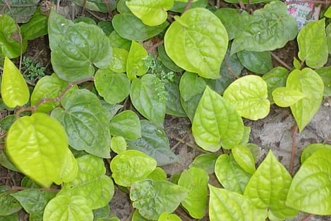 ವಿಜಯವಾಣಿ (5)