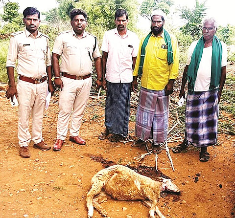 ಗಂಗನದೊಡ್ಡಿ ಗ್ರಾಮದ ಲೋಕನಾಥ್ ಅವರ ಜಮೀನಿಗೆ ಅರಣ್ಯ ಇಲಾಖೆ ಅಧಿಕಾರಿಗಳು ಭೇಟಿ ನೀಡಿ ಪರಿಶೀಲಿಸಿದರು. ವಿನಾಯಕ, ಭೀಮಶಿ, ಅಮ್ಜಾದ್‌ಖಾನ್ ಇತರರು ಇದ್ದರು. 
