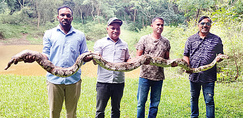 ಭಾರಿ ಗಾತ್ರ ಹೆಬ್ಬಾವು ಸೆರೆ