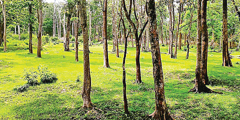 ಮಳೆಯಿಂದ ಬಂಡೀಪುರಕ್ಕೆ ಜೀವ ಕಳೆ