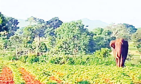 07 SARAG 4