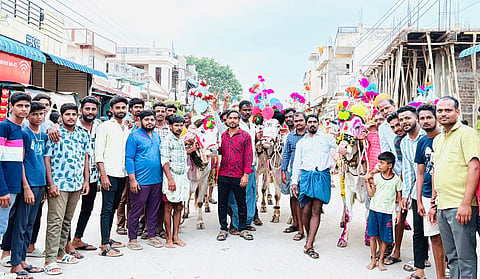 procession of winning bulls