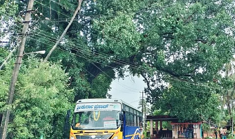 ಅಪಾಯಕಾರಿ ಸ್ಥಿತಿಯಲ್ಲಿರುವ ಮರಗಳು.