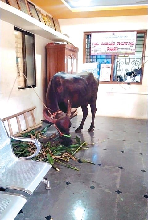 16Sambaragi3