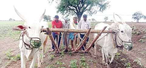 agricultural activities